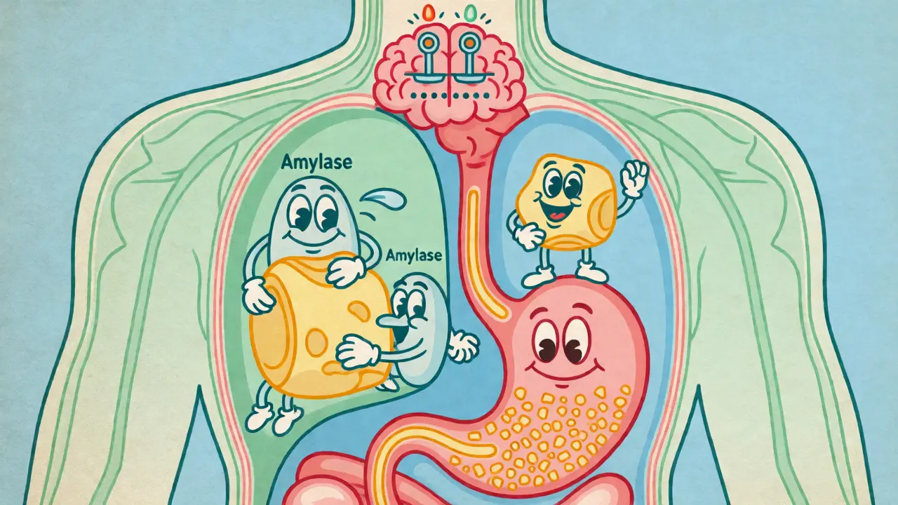 Diagramma cartoon degli enzimi digestivi che lavorano su pezzi di cibo nello stomaco.